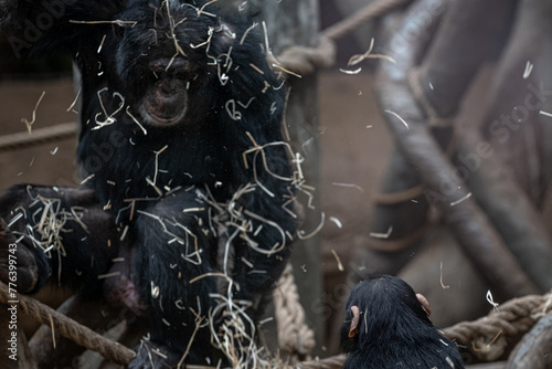 A young Guinean chimpanzee throws litter at an adult male.