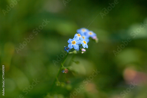 Water Forget-Me-Not, small blue flowers with yellow centres. Myosotis scorpioides.
