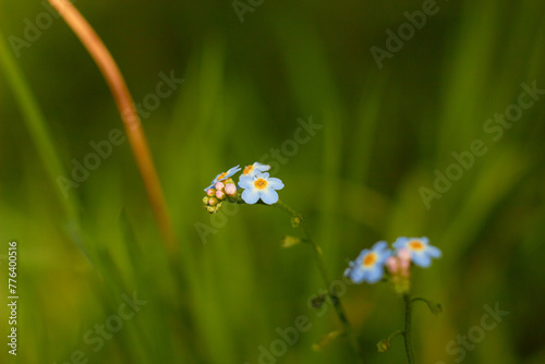 Water Forget-Me-Not, small blue flowers with yellow centres. Myosotis scorpioides.
