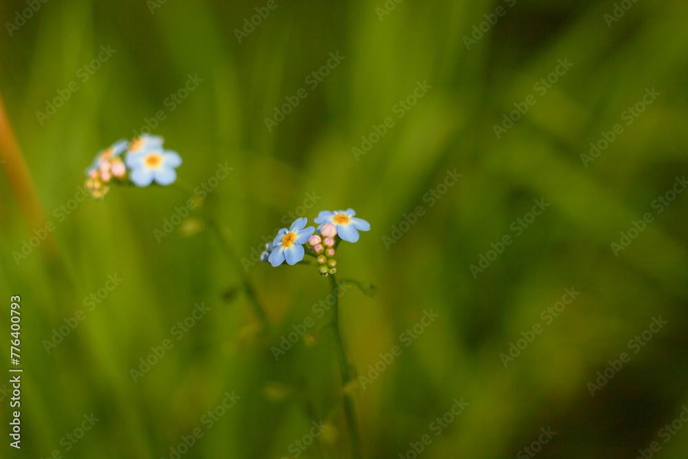 Water Forget-Me-Not, small blue flowers with yellow centres. Myosotis scorpioides.
Water Forget-Me-Not, small blue flowers with yellow centres. Myosotis scorpioides.