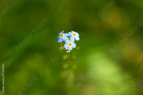 Water Forget-Me-Not, small blue flowers with yellow centres. Myosotis scorpioides.
