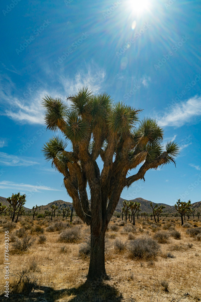 Joshua Tree