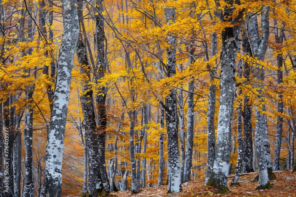 Abstract background of trees with golden leaves growing in woods in fall season in ordesa national park in spain