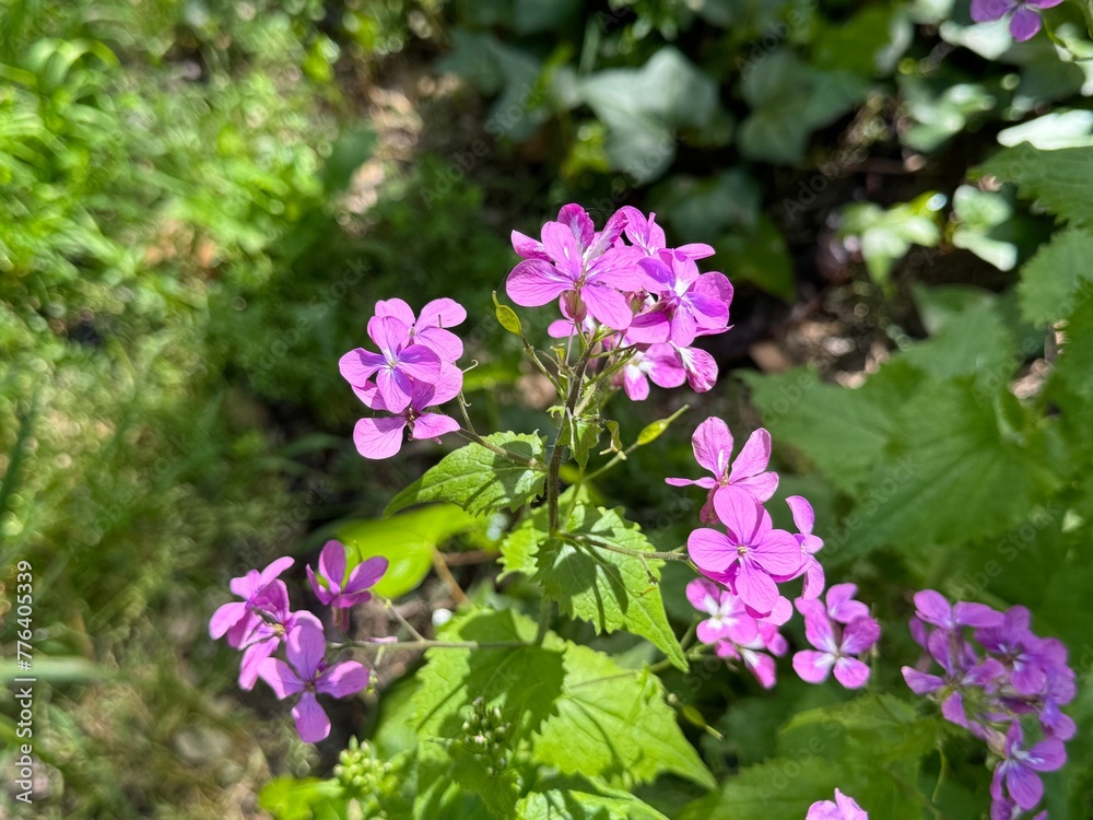 Pretty flowers of annual honesty Lunaria annua
Pretty flowers of annual honesty Lunaria annua
