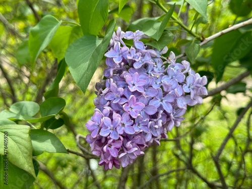 Syringa  common purple Lilac  French Lilac  Krasavitsa Moskvy   Syringa vulgaris . 