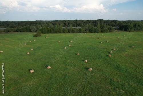 landscape with cows