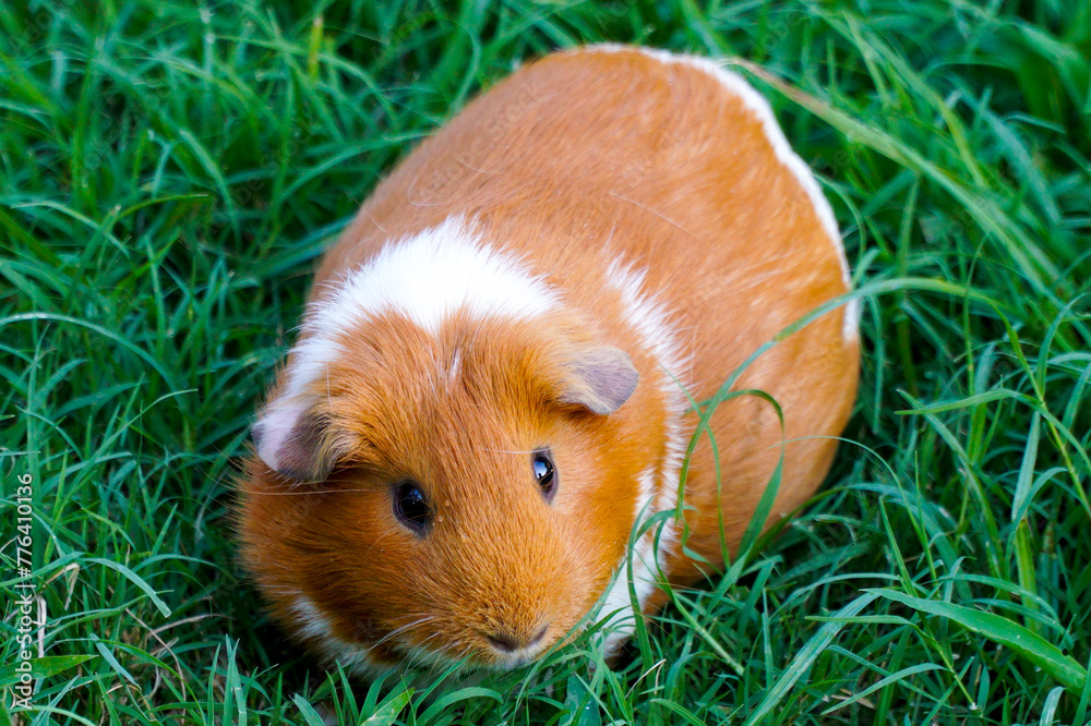 Brown and white Guinea pig outside on the grass
Brown and white Guinea pig outside on the grass