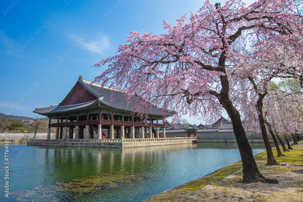 Fototapeta premium 경복궁의 봄