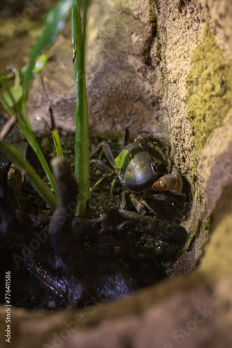 Land crab in detail in a terrarium. photo