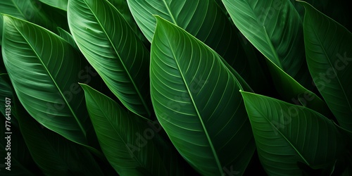 Green leaves background. Tropical leaf texture. Nature background. Close up.