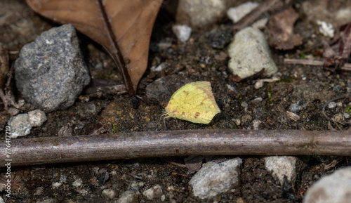 A Salome yellow butterfly, Abaeis salome, ssp. jamapa, rests delicately on the rocky soil amidst fallen leaves and twigs in Mexico. photo