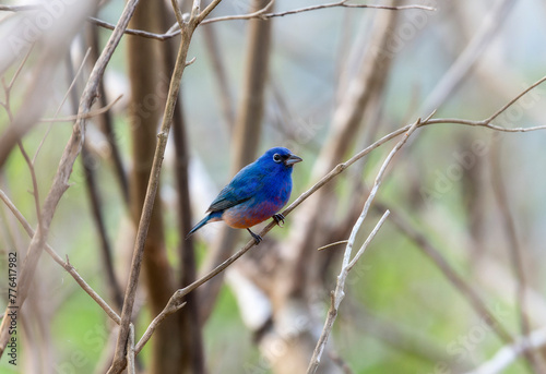 A small blue bird, a rose-bellied bunting, Passerina rositae, is perched on a tree branch in Mexico.