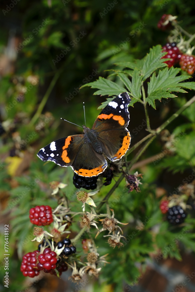 Butterfly in garden on a leave with Berry's Butterfly in garden on a leave with Berry's