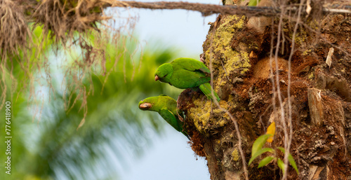 Two green Pacific parakeets, Psittacara strenuus, are perched on a moss covered tree. In Mexico.