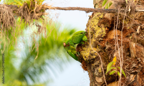 Two green Pacific parakeets, Psittacara strenuus, are perched on a moss covered tree. In Mexico. photo