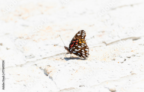 A Mexican Silverspot, Dione moneta, butterfly rests on the ground, absorbing the warm sunlight in Mexico. photo