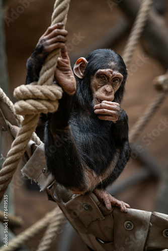 A young chimpanzee in the zoo between the ropes.