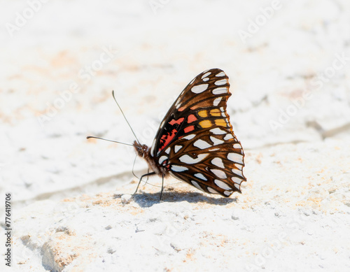 A close-up view of a Mexican Silverspot butterfly, Dione moneta, resting on a white surface in Mexico.