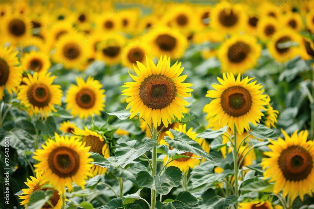 Vibrant sunflower field in full bloom, a symbol of summer and joy. Vibrant sunflower field in full bloom, a symbol of summer and joy.