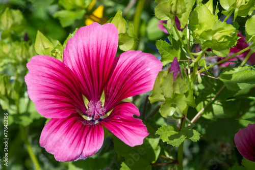 Close up of a mallow wort  malope trifida  flower in  bloom