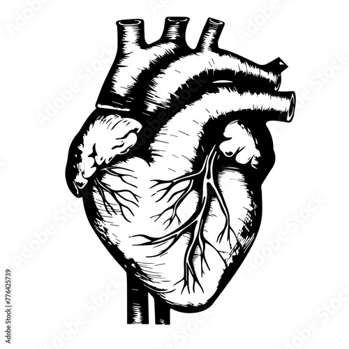 Anatomical Human Heart Line Art Vector Illustration
 photo