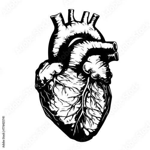 Anatomical Human Heart Line Art Vector Illustration
 photo