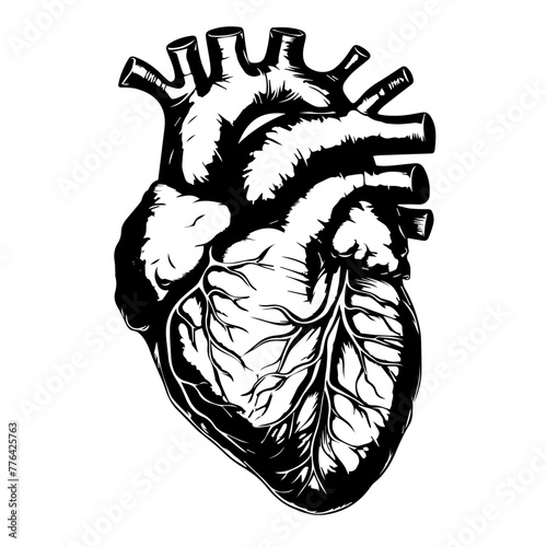 Anatomical Human Heart Line Art Vector Illustration
 photo