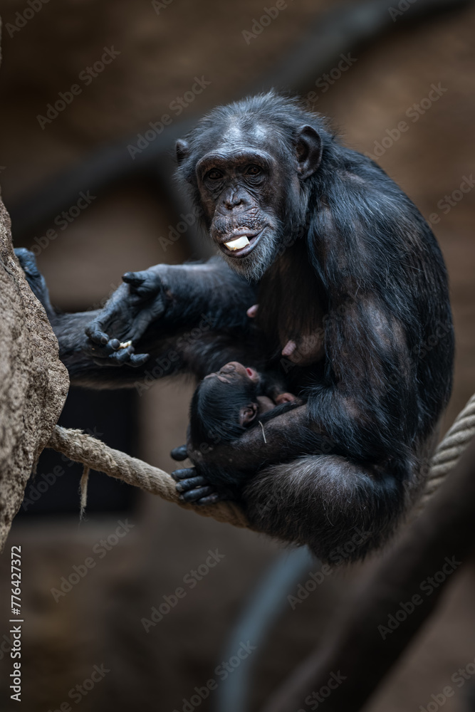Obraz premium Female Guinea chimpanzee with cub and ropes.