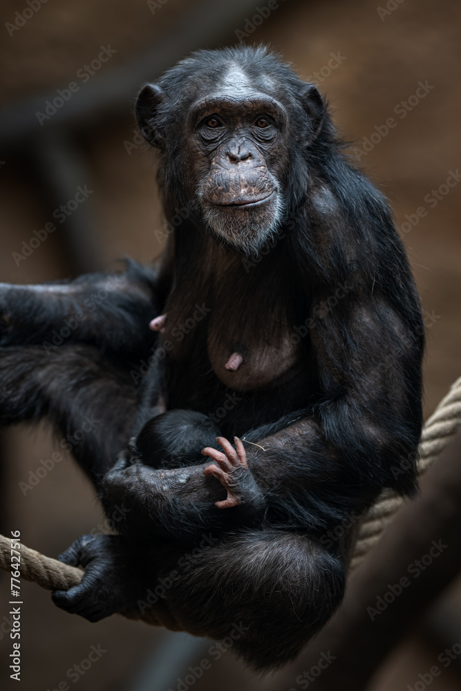 Female Guinea chimpanzee with cub and ropes. Female Guinea chimpanzee with cub and ropes.