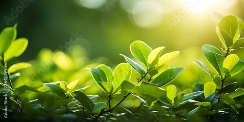 Close up of fresh green leaves with bokeh background in garden