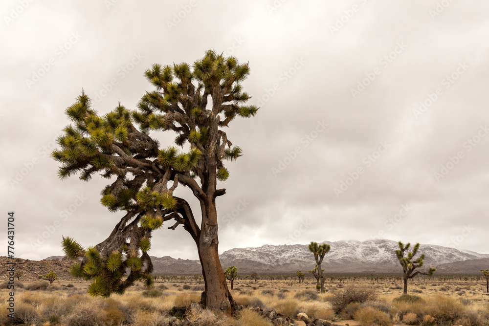 Yucca Brevifolia Plant in Joshua Tree National Park In California. Desert Ecosystems The Mojave And The Colorado Usa. Rock Formation. Gray Sky. Horizontal. Spring Thunderstorm. Mountains on Background Yucca Brevifolia Plant in Joshua Tree National Park In California. Desert Ecosystems The Mojave And The Colorado Usa. Rock Formation. Gray Sky. Horizontal. Spring Thunderstorm. Mountains on Background