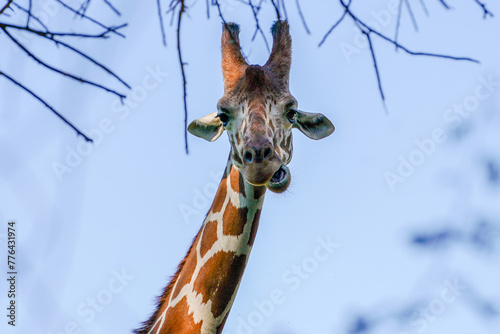 Canvas Print A giraffe looking goofy at the camera