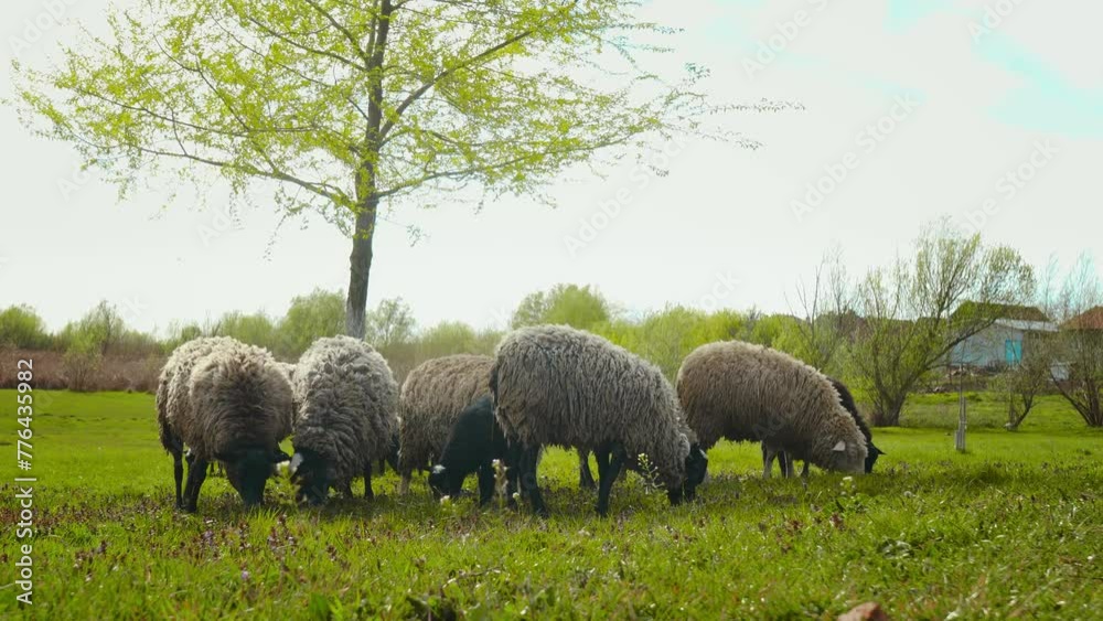 Sunlit Meadows: A Grazing Haven for Sheep Sunlit Meadows: A Grazing Haven for Sheep