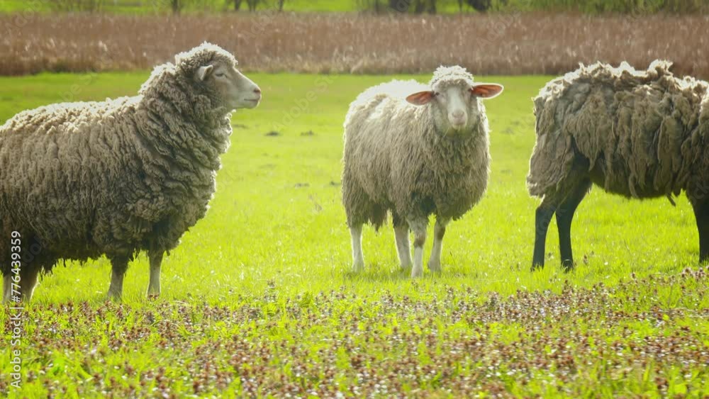 Sunlit Meadows: A Grazing Haven for Sheep Sunlit Meadows: A Grazing Haven for Sheep
