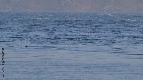 Wallpaper Mural 荒れた湖に浮かぶカモの群れ Torontodigital.ca