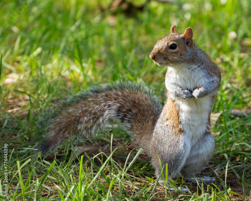 Eastern Gray squirrel