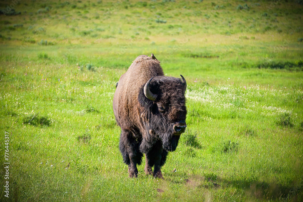 Bison