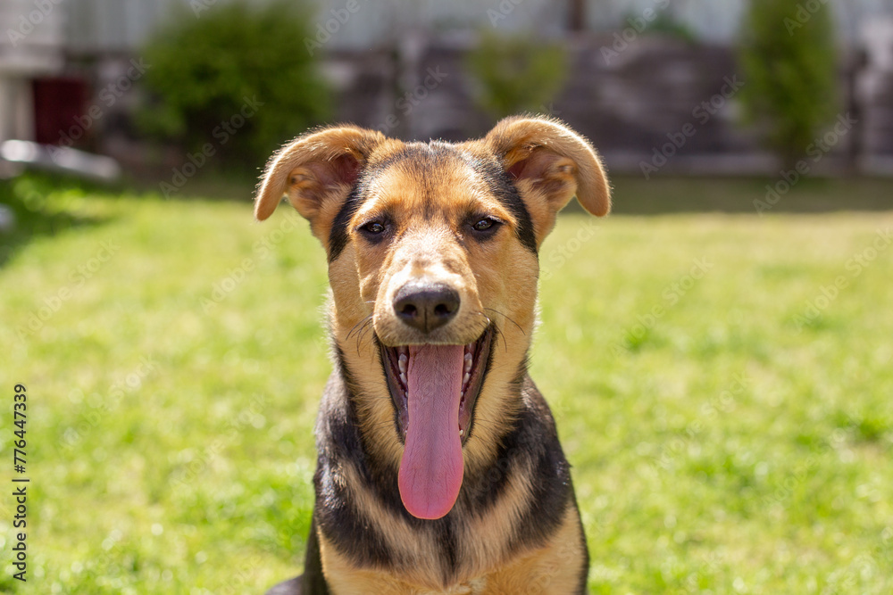 Portrait of a puppy in the yard in summer. The dog opened its mouth and stuck out its tongue. Portrait of a puppy in the yard in summer. The dog opened its mouth and stuck out its tongue.