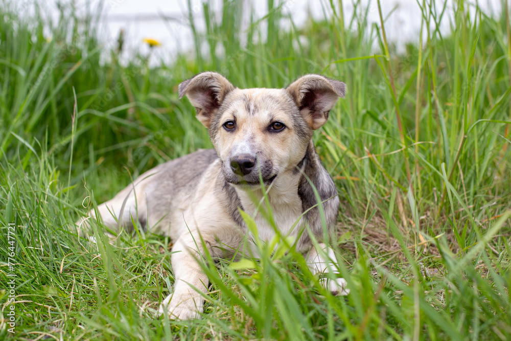 A gray puppy lies on the grass in summer. The dog lies on the lawn.