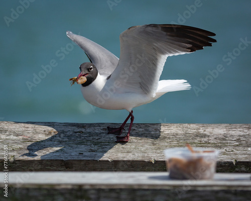 Laughing Gull on a pier at the coast.