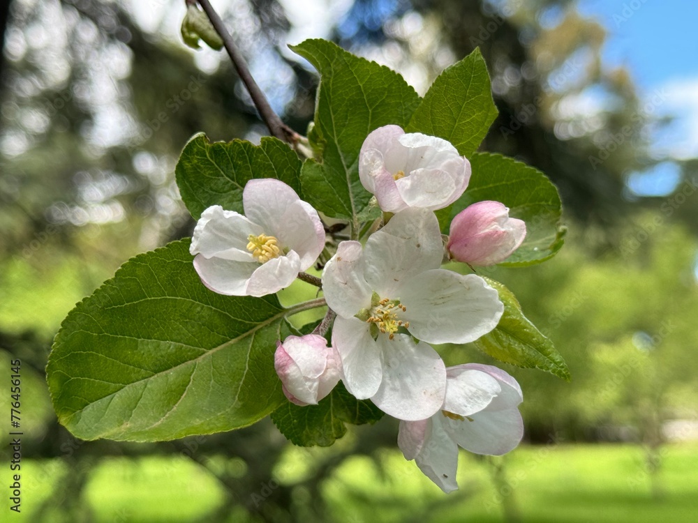 Obraz premium Apple blossoms appearing in spring time.