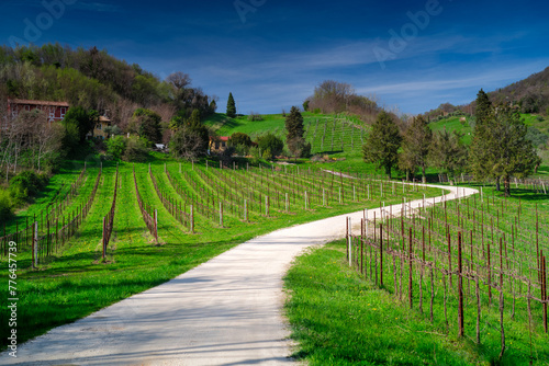 Vineyards near Conegliano, Italy. 
Conegliano and Valdobbiadene, the way of the Prosecco wine.