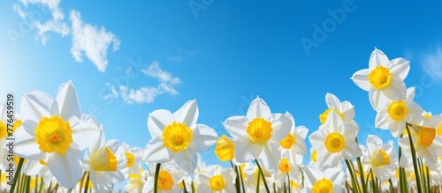 A beautiful close-up view showcasing a large field filled with a variety of white and yellow blooming flowers under the bright sun © AkuAku