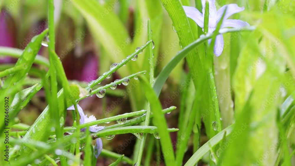 rain nature in spring background video 4k 30fps rain nature in spring background video 4k 30fps