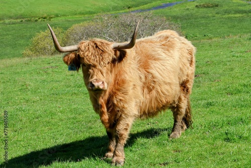 Highland Cow