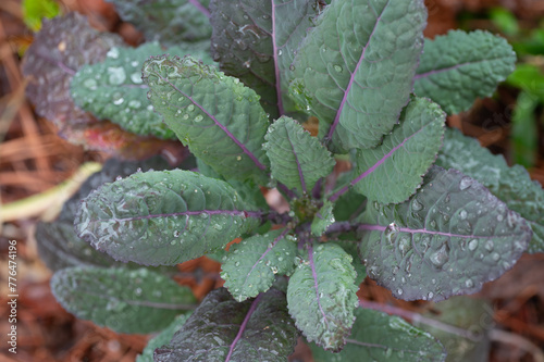 A nutritious and beautiful kale plant with purple and green leaves.