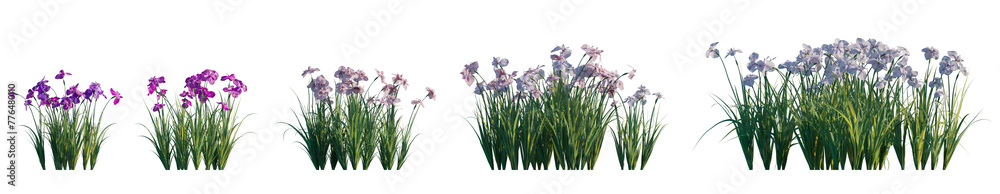 Iris ensata (Japanese water iris, sword-leaved, iris kaempferi) flowering plant frontal single set isolated png on a transparent background perfectly cutout high resolution