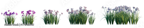 Iris ensata (Japanese water iris, sword-leaved, iris kaempferi) flowering plant frontal single set isolated png on a transparent background perfectly cutout high resolution photo