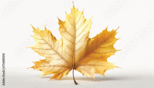 Golden Autumn Maple Leaf A Singular Illustration Against a White Background © Hogr
