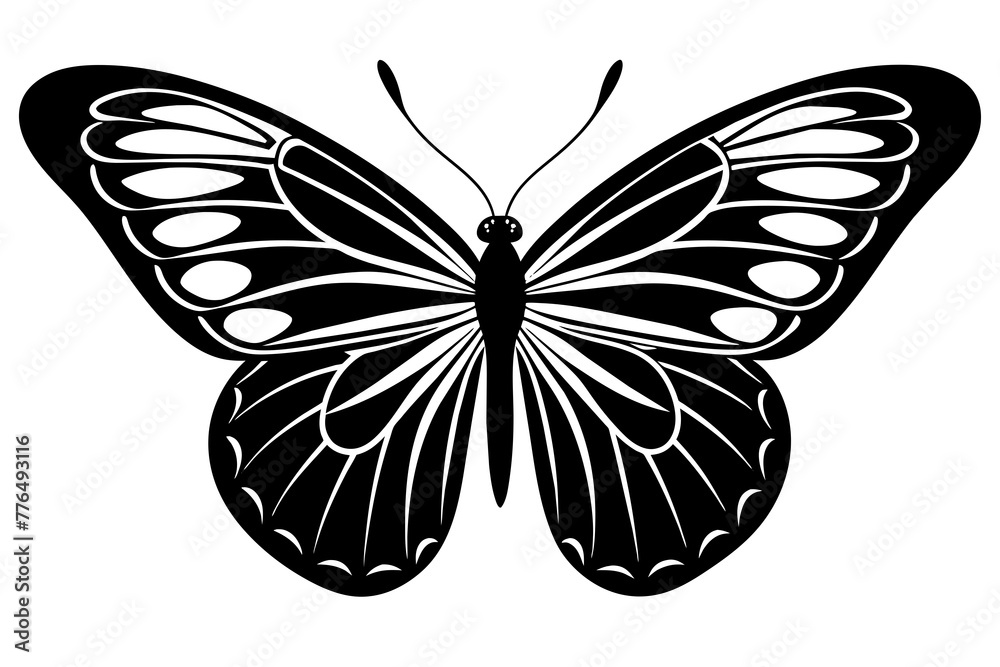 butterfly vector illustration